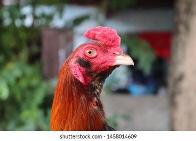 Browse Getty Images' premium collection of high-quality, authentic <b>Beautiful</b> <b>Cocks</b> stock photos, royalty-free images, and pictures. . Beautiful cocks